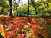 【2025開花情報】日本最大級 巾着田の曼殊沙華 