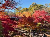 弥彦公園で紅葉狩り