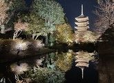 今、京都が空いている!?嵐山、北野天満宮、東寺ライトアップ
