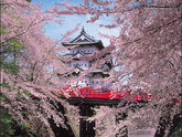 桜前線を追いかける！温泉と東北三大桜をめぐり
