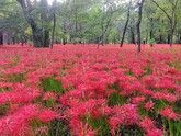 今が見頃 500万本の曼殊沙華