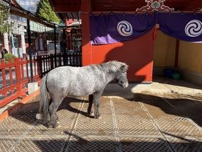２０２３年うさぎ年にお詣りしたいおすすめの神社