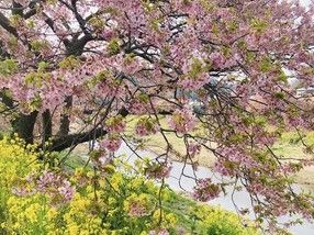 2024年春のおすすめお花見情報