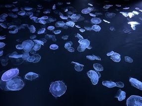 🐟水族館巡りはいかがでしょうか🐟