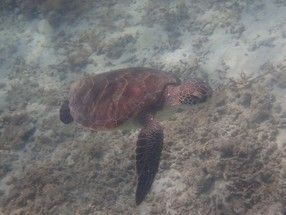 寒い冬こそ行きたい南国島旅～奄美大島編～