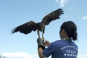 新幹線とレンタカーで那須高原1泊2日旅!グルメは穴場も紹介!