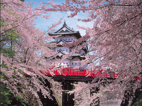 桜前線を追いかける!温泉と東北三大桜をめぐり