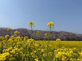春らんまん―幸手権現堂桜堤