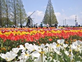 四季折々の花が楽しめるスポット「あけぼの山公園」