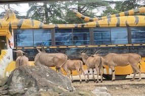 大迫力！群馬サファリパークへ行ってみた