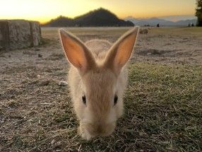 念願の三原焼き!からの三原城跡、からの大久野島へ癒し旅