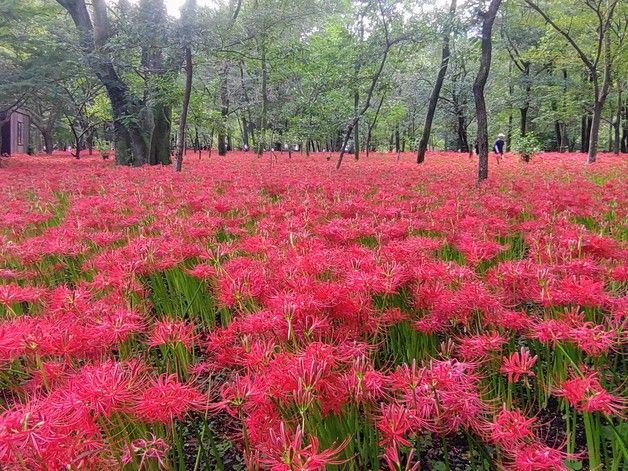 今が見頃 500万本の曼殊沙華