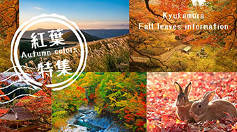 紅葉特集