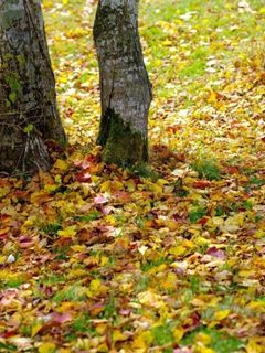 吾妻山ロッジ　facebookが再開いたしました！