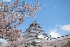 桜の開花は平年並みか早くなる？梅・桜開花情報！