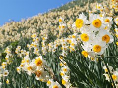 寒さに負けない　冬の花