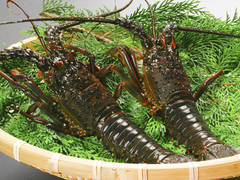 ぷりぷりとした食感と堅固な姿。休暇村で伊勢海老を食べよう！