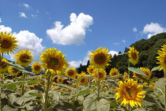 スマフォトコンテスト 夏テーマ「夏の風景」の審査結果をアップしました！