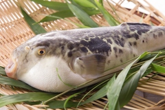 まもなくやってきます、ふぐの季節。