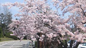 第２駐車場周辺　園地