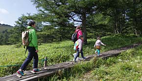 天然カラマツ林