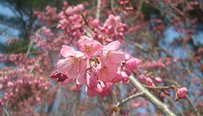 臼木山の花
