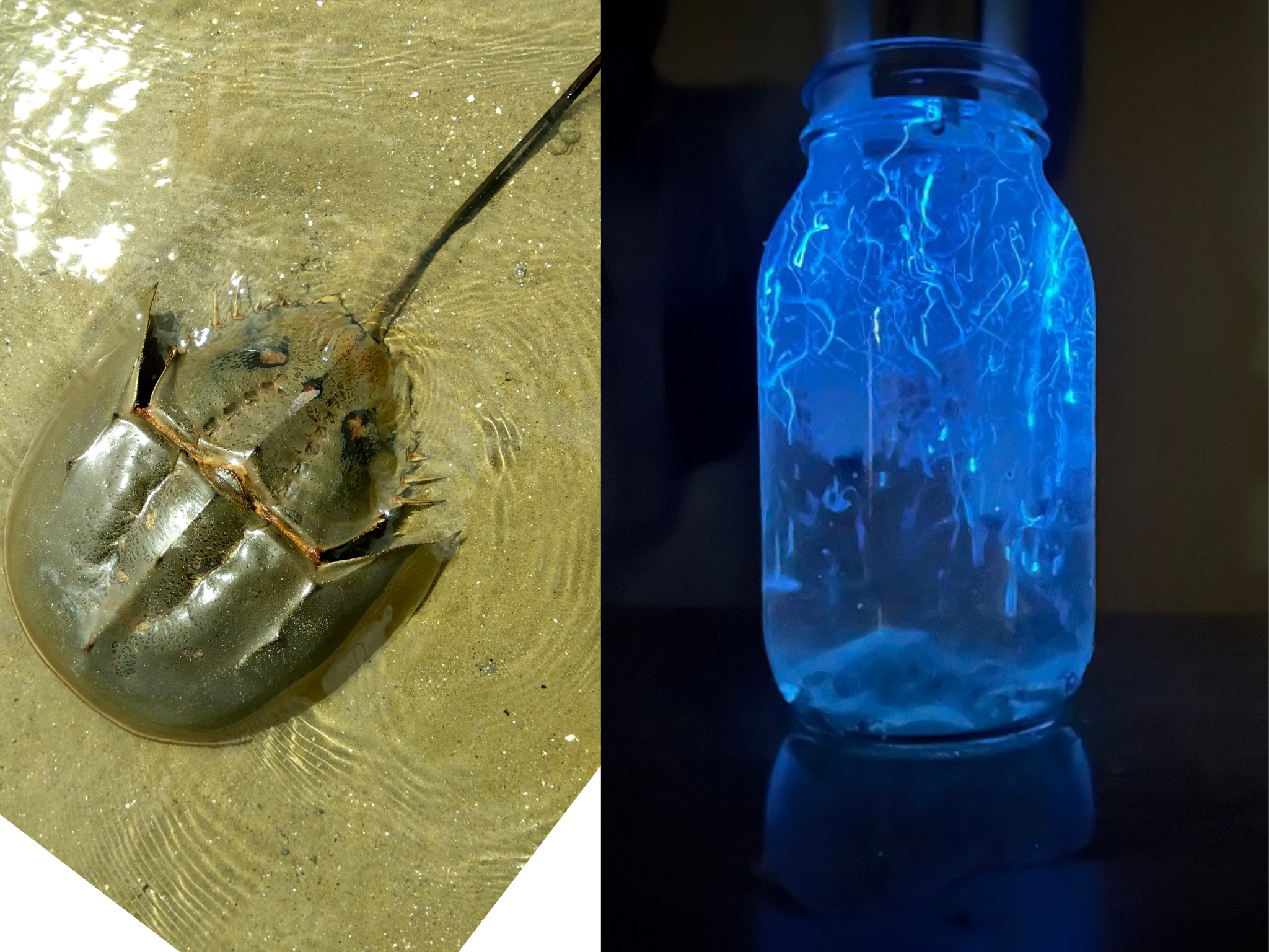 約2億年前から姿を変えない「生きた化石」カブトガニ(左)と、幻想的な青白い光を放つウミホタル(右)
