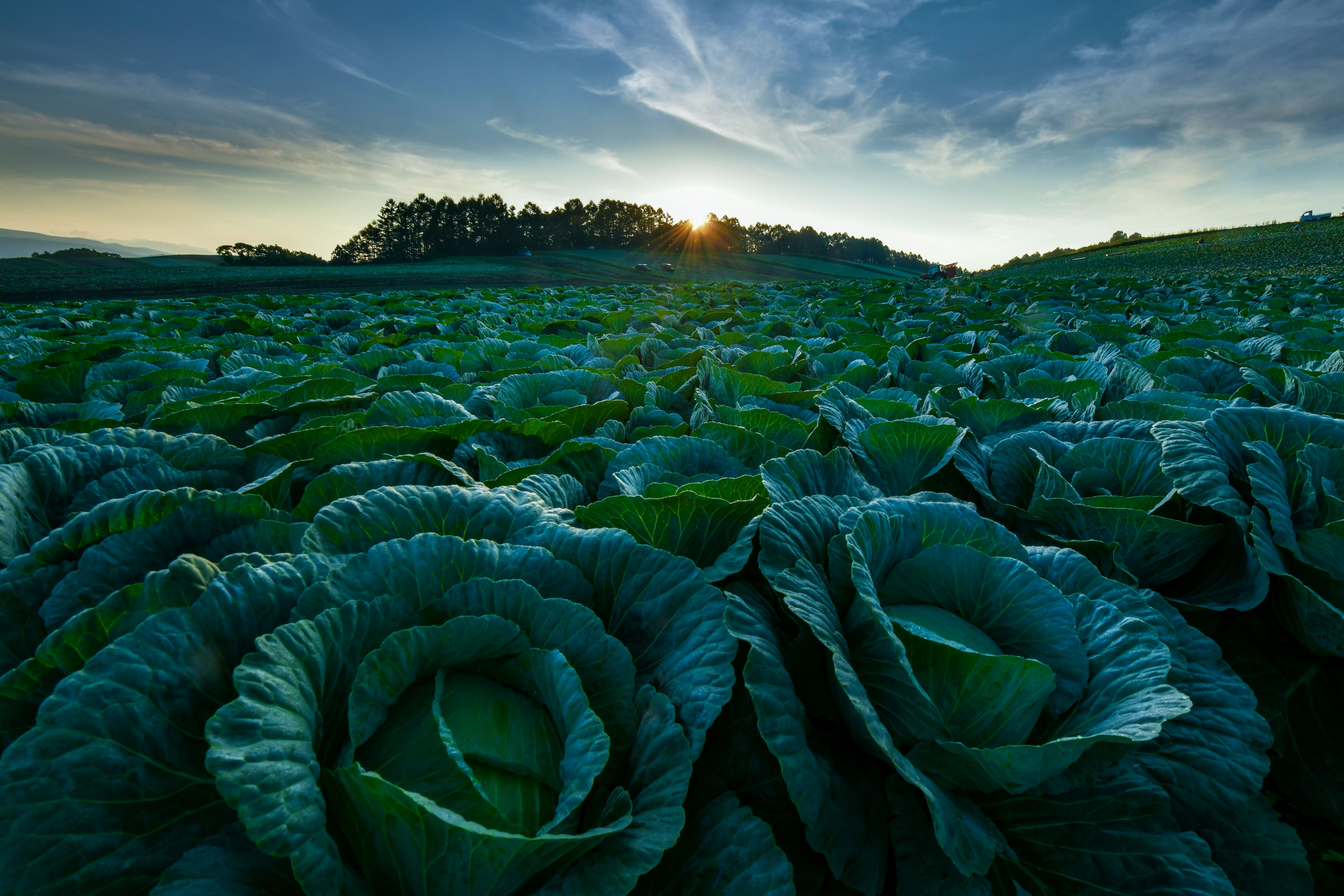 嬬恋村は夏も涼しく、嬬恋キャベツなどの高原野菜がおいしく育つ