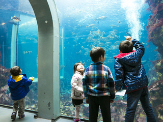 【ﾈｯﾄ割】下田海中水族館へ行こう！入場券付きプラン