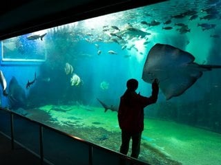 越前松島水族館割引チケット付き宿泊プラン（Ｆｕｋｕｉ　Ｔｈｅ　Ｏｎｌｙビュッフェ）<br>【2026年7月4日～9月27日】