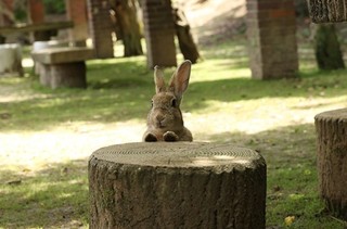 【お得な滞在】12月～3月「ウサギ島」連泊割引プラン（4泊）