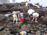 逢ヶ浜で磯の生物を観察しよう！