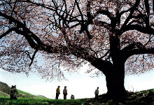 亀ヶ森の一本桜／岩城　茂孝
