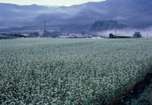 恵みの朝霧／平井 弘史
