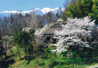 農家と桜／羽根 長利