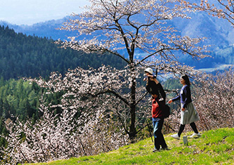 嬉しい桜峠／柏舘　健