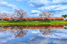 桜幻想／山本　康弘