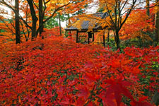 鐘楼の紅葉／三井　秀範