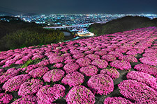 芝桜と夜景の競演／笠井　忠