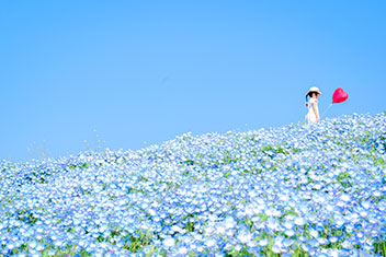 青の世界へ旅に出る／島田　知世子
