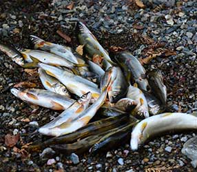 鮎