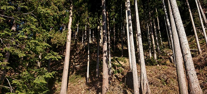 西川材の由来