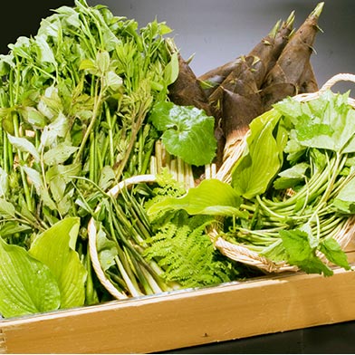 山菜