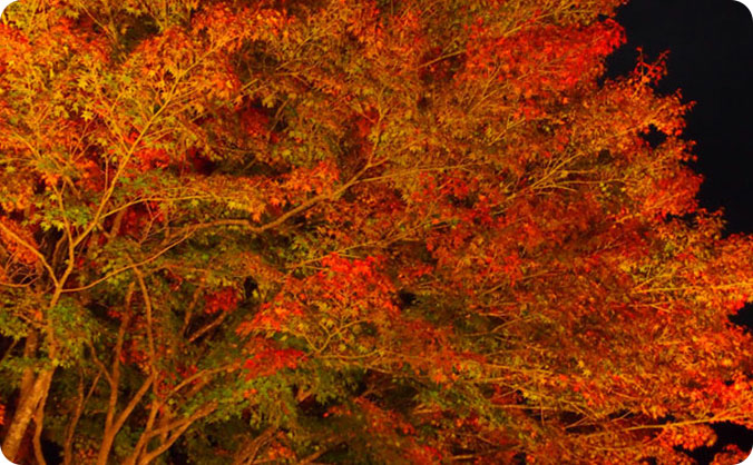 紅葉鑑賞会の画像