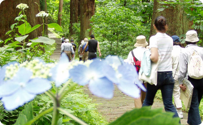 羽黒山石段ウォーキングの画像