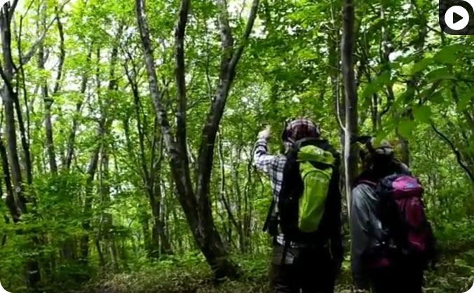 【スタッフと一緒に歩く】 那須平成の森ウキウキ散策の画像