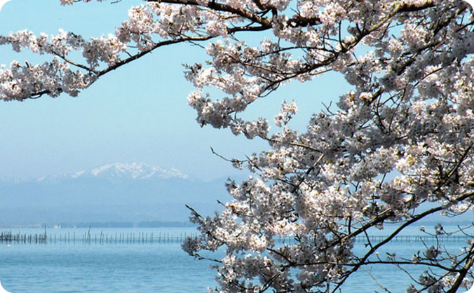 びわ湖お花見クルージングと沖島さんぽの画像