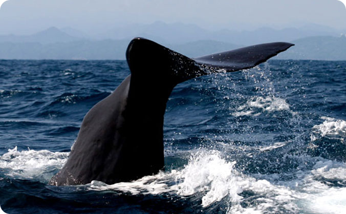 クジラウォッチングの画像