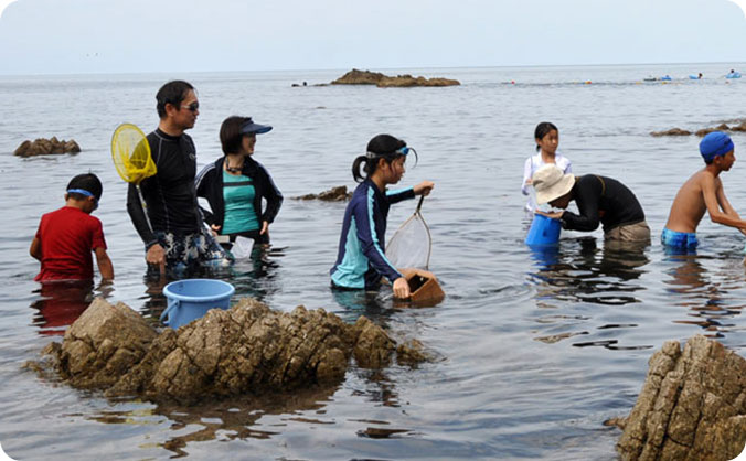 磯の生き物観察教室の画像