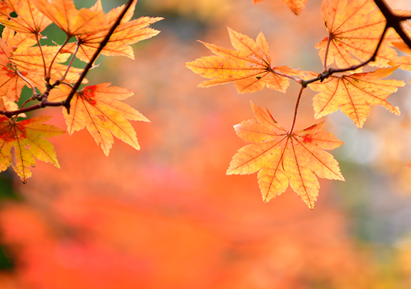紅葉にフォーカス